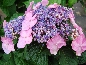 Hortensja ogrodowa (Hydrangea macrophylla} Endless Summer  